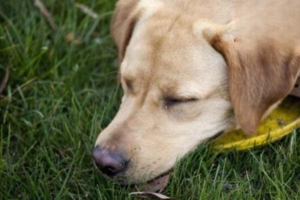 Can Dogs Get Fleas in Winter?