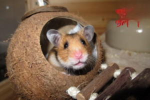 Benefits of Keeping a Hamster