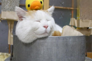 The Difference Between Feline Folliculitis and Ringworm