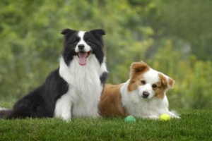 Tips to Prevent Heatstroke in Dogs
