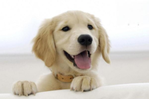 Which Dog Behaviors Are Calls for Help?