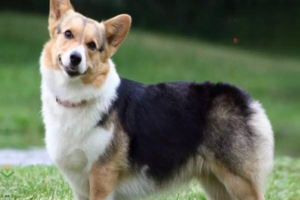 How to Treat an Infected, Pus-Filled Dog Wound