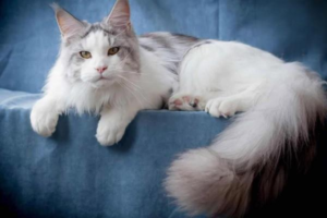 How Cat Tartar Forms