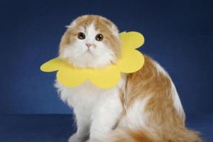 Are Cats Cold- or Heat-Sensitive, and What Temperature Suits Them?