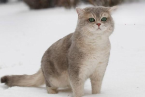Are Cats Cold-Sensitive? What Happens When a Cat Gets Chilled