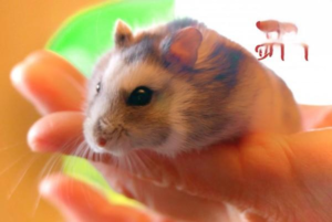 How to Interact with Your Hamster Safely