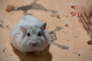 Hamster Breeds Overview