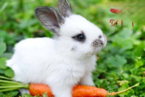How to Prevent Rabbit Heatstroke