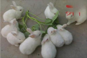 Common Deformities in Rabbits