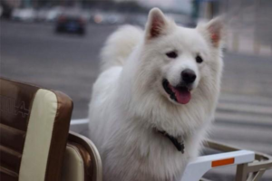 Do Dogs Get Carsick? How Long Does Recovery Take?
