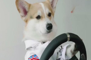 How to Prevent Dog Carsickness Before a Car Ride