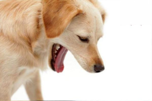 How to Relieve a Dog That Vomits from Carsickness