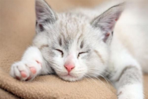 Are Eye Discharge and Mucus a Sign of Feline Distemper?