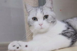 Can a Pregnant Cat Eat Hairball Paste?