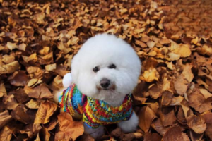 What Skin Diseases Affect Puppies and How to Treat Them