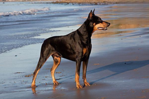 Things That Can Traumatize Your Dog