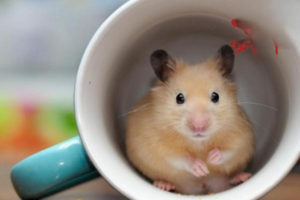 What to Do About a Strong-Smelling Hamster