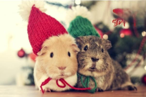 What Are the Symptoms of a Sick Hamster?