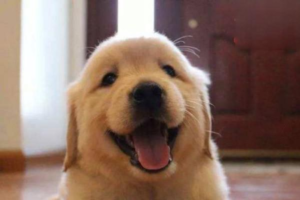 Why Does a Dog Develop Thick Calluses on Its Paws?