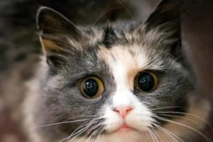 How to Prevent Feline Diabetes