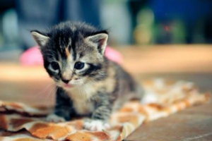 Feline Hypoglycemia (Low Blood Sugar)