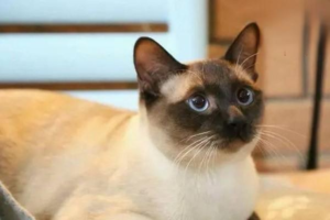 Why Is My Cat Vomiting and Having Diarrhea After Vaccination?