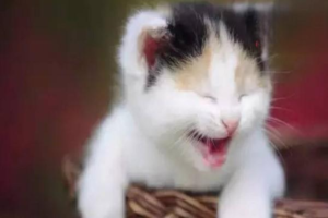How Often and Which Vaccines Does a Cat Need?
