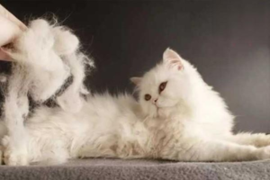 Common Causes of Shedding in Cats and Dogs and How to Relieve It with Medication