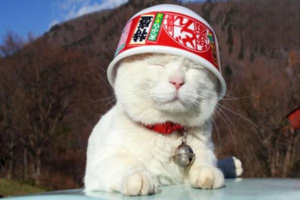 Can Cat Chin Folliculitis Heal on Its Own?