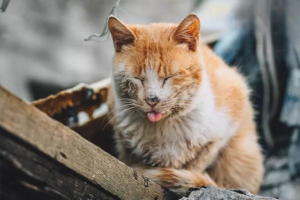 Common Causes of Shivering in Cats and Dogs and How to Manage Them