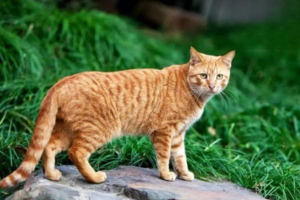 What Are the Symptoms of Stud Tail in Cats?