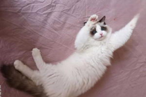 Does Stud Tail Recur and How to Prevent It