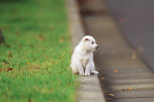 Which Dog Breeds Have the Gentlest Temperaments?