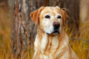 Why Dogs Need Oral Care