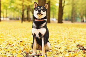 What to Do in a Dog’s Sudden Hypoglycemic Episode