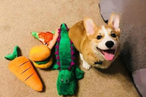 Yes, Dogs Get Low Blood Sugar Too — Here’s What to Know