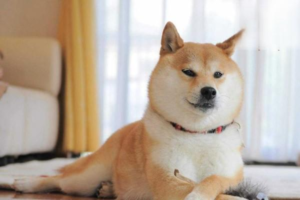Why Dogs and Cats Develop Heart Disease