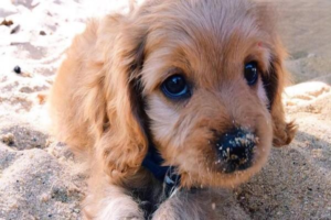 Dietary Care for a Dog with Heart Disease