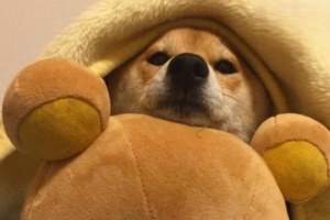 What Causes Acquired Heart Disease in Dogs