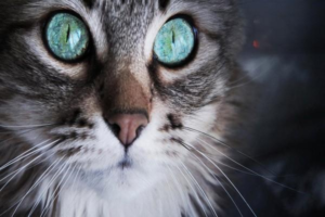 Symptoms of Heart Disease in Cats