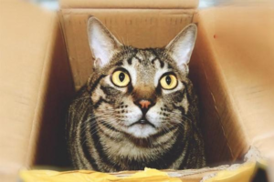 What Causes Bloody Stool From Cat Colitis