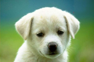 Symptoms and At-Home Medication Treatment for Canine Distemper and Feline Panleukopenia