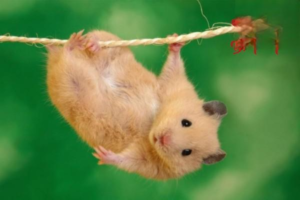 What to Prepare Before Getting a Hamster