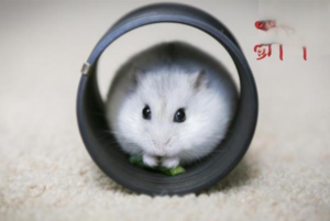 What Types of Hamster Cages Are There?