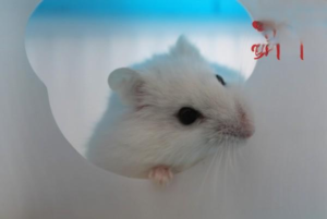 Why Is Your Guinea Pig Not Eating?