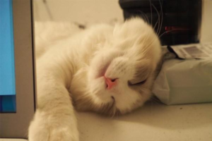 Can Cats Eat Dog Food Without Becoming Malnourished?