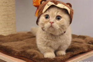 Can You Wipe a Cat’s Bottom, and How Should You Do It?