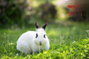 Taboos to Avoid When Raising Rabbits on a Farm