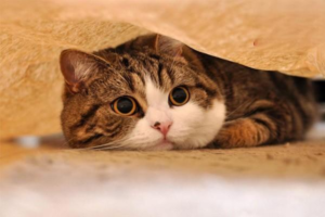 What to Do When a Neutered Male Cat Eliminates Outside the Litter Box