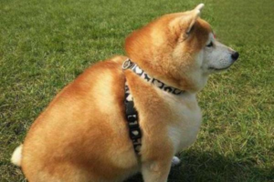 How Dogs Develop Eczema